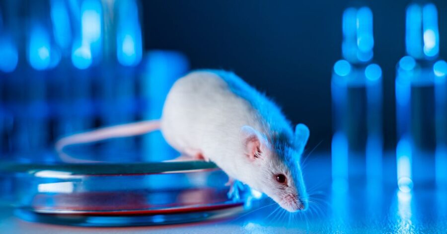 A picture of a lab rat.